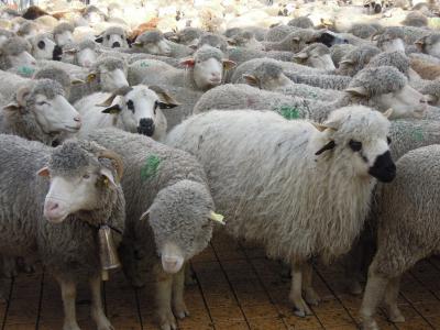 季节性, 羊, 群