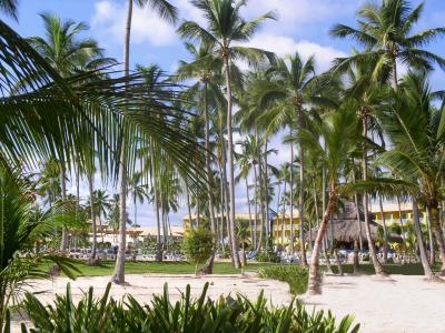 多米尼加共和国, 棕榈树, 加勒比海, 假日, 温暖, 梦想中的长假