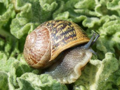 蜗牛, 腹足动物, 传染性, 壳, cargol bover