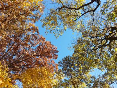 树梢, 秋天, 秋天, 天空, 自然, 季节性, 和平