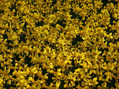 水仙花, osterglocken, 花, 植物, 花, 春天, 黄色