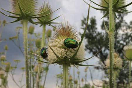 甲虫, bug, cutleaf, 续, 绿色, 6 月, laciniatus