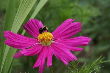 波斯菊, 娇嫩的花, 蜜蜂盛开, 夏季