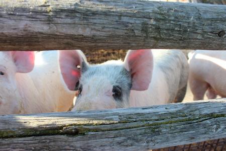 猪, 猪, 猪肉, 农场, 动物, 肉, 可爱