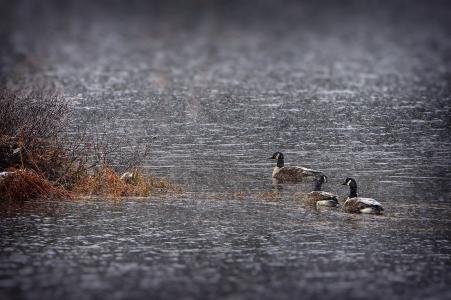 鹅, 雪, 混蛋, 湖, 自然, 水, 魁北克省