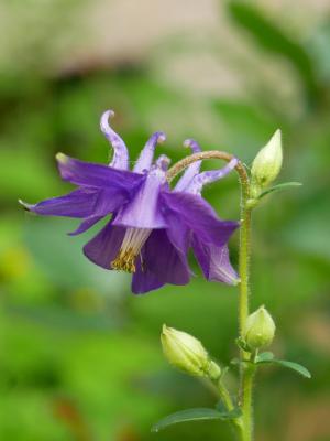 科伦拜恩, 紫罗兰色, 开花, 绽放, 植物, 常见的 akelei, 园林植物