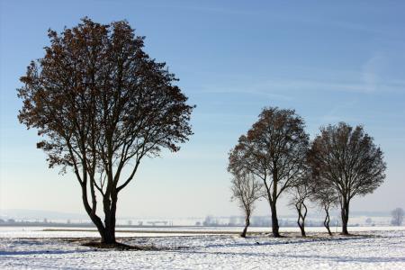 雪, 树, 寒冷, 冬天的心情, 感冒, 景观, 自然