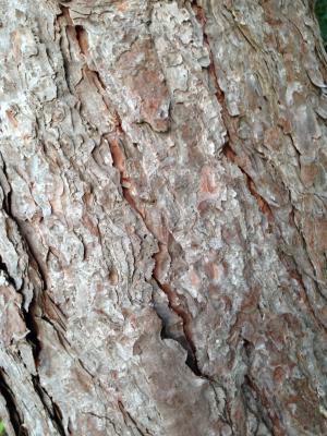 树的树皮, 树皮, 树, 自然, 木材, 树干, 棕色