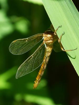 金蜻蜓, sympetrum meridionale, 叶, 隐藏, 昆虫, 蜻蜓, 自然