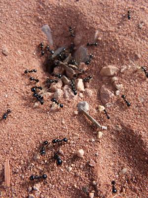 蚂蚁, 鸟巢, 科隆, 昆虫, 棕色