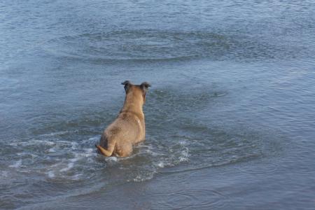 狗, 水, 获取, 夏季, 游泳, 活动, 活动