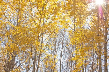 黄树, 秋天, 阳光透过树叶照耀, 晴朗的一天, 蓝蓝的天空, 自然, 黄色