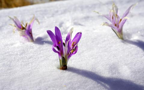 冬花, 雪, 植物学, 开花, 自然