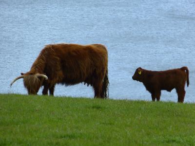 母牛, 小牛, 牛肉, 苏格兰 hochlandrind, 高地牛肉, 动物