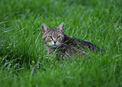 猫, 草, 猫的眼睛, 小猫, 自然, 在草地上, 绿色