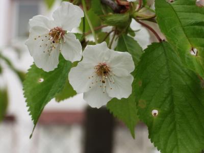 观赏樱桃, 花, 白色, 关闭, 春天, 花园
