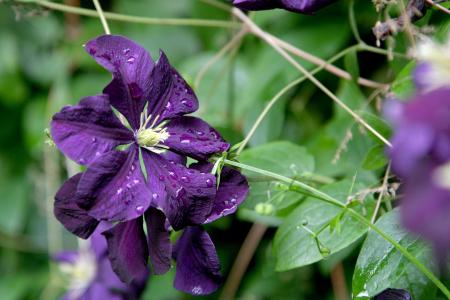 铁线莲, 花, 葡萄树, 紫色, 紫罗兰色, 夏季, 开花