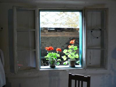 窗口, 花, 红色