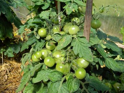番茄, 西红柿, 为什么, 温室, 树枝上的西红柿, 蔬菜, 素食主义