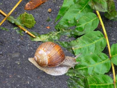 蜗牛, 自然, 缓慢, 英寸, 绿色, 蜗牛的壳, 幻灯片