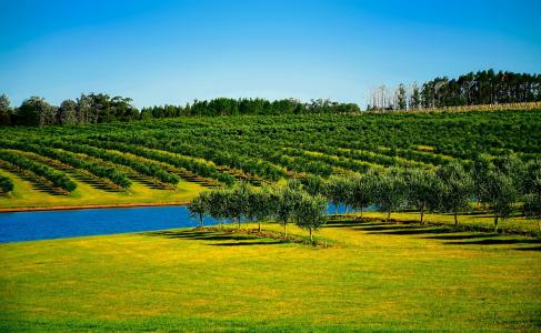 乌拉圭, 果园, 树木, 运河, 水, 灌溉, 农场