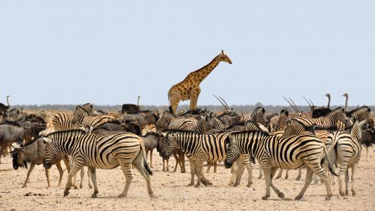 斑马, gnu, 长颈鹿, 非洲, 纳米比亚, 自然, 干