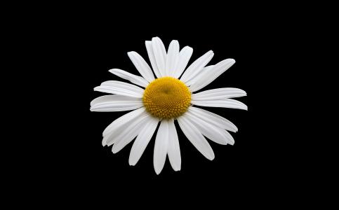 margriet, 白色, 花, 白花, 春天, 背景, 花瓣