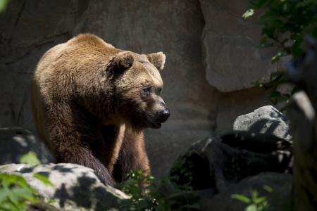 动物, 毛茸茸, 灰熊, 野生动物, 动物园, 熊, 棕色的熊