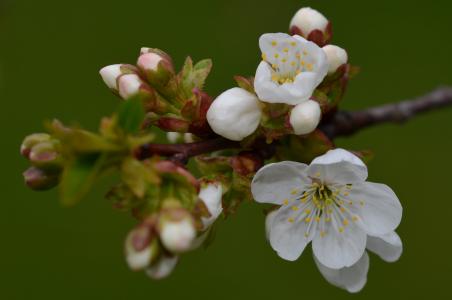 树枝, 宏观, 花蕾, 春天的花朵, 白花, 树的树枝, 开花