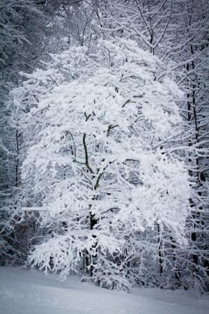 雪, 暴风雪, 白雪皑皑, 天气, 冬天, 下雪了, 树