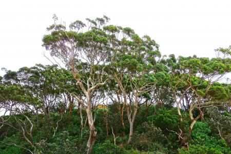 树木, 加姆特里, 桉树, 澳大利亚, 口香糖, 自然, 本机