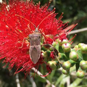 昆虫, 红色的花, 花粉, 花蜜, 自然, 自然, 宏观