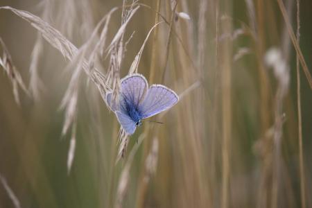 蝴蝶, 常见的蓝色, 谷物, 草, 常见的 bläuling, 多尼斯蓝, 自然