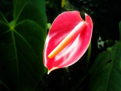 钍花, 花, 热带花卉, 斯里兰卡, 马沃内勒, 锡兰, 自然