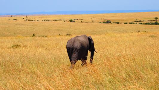 大象, 肯尼亚, 非洲, 野生, 自然, 野生动物园, 野生动物