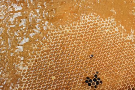 蜂窝状, 蜂蜜, 美味, 甜, 蜂巢, 蜜蜂, 蜂蜡