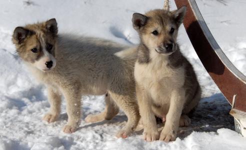 格陵兰的狗, 狗, 小狗, 格陵兰岛, 寒冷的温度, 雪, 冬天