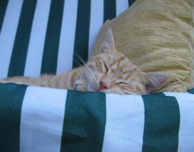 猫, tomcat, 睡觉, 谎言, 休息