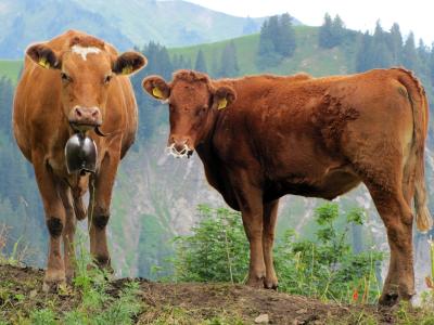 母牛, 小牛, 经济, 瑞士, 牛, 牛肉, 母牛