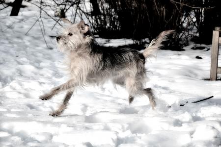 狗, 小狗, 觉醒, 很好奇, 小猎犬, 雪, 运行