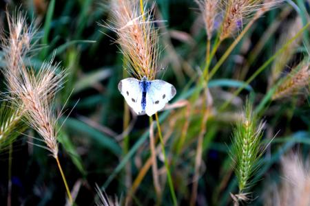 蝴蝶, 白色, 草, 昆虫纲