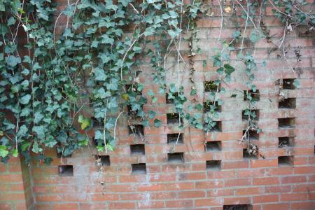 墙面砖, 常春藤, 砖, 外面, 墙上, 攀缘植物