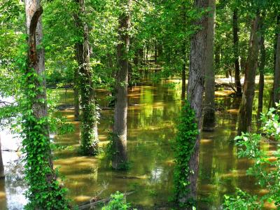 淹水森林, 洪水, 树木, 绿色, 树干, 夏季, 水