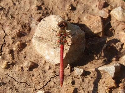 蜻蜓, sympetrum striolatum, 红蜻蜓, 详细, 岩石, 美, 一起