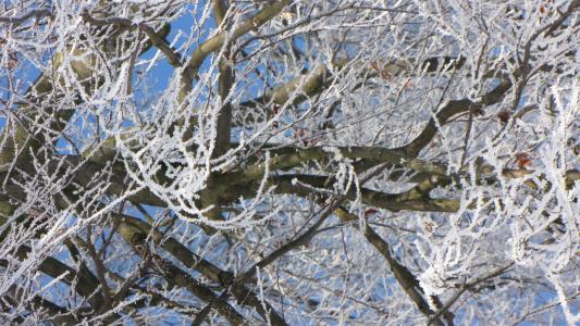 冬天, 树, 弗罗斯特, 雪