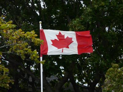 加拿大, 国旗, 枫树
