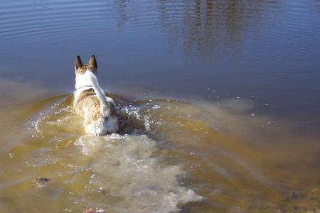 狗, 秋田犬, 谢泼德, 水, 感冒, 池塘, 游泳