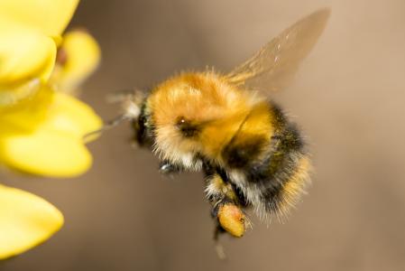 蜜蜂, 昆虫, 花粉, 飞, 翼, 忙, 宏观
