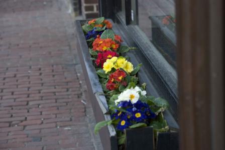 波士顿春天, 查尔斯街, 花, 花