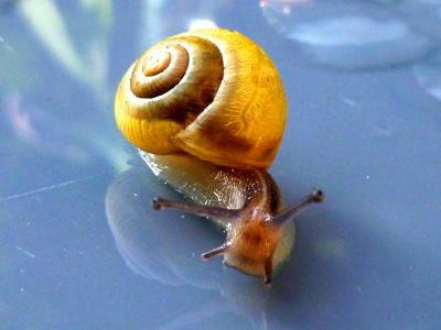 蜗牛, 壳, 软体动物, 自然, 关闭, 慢慢地, 螺旋